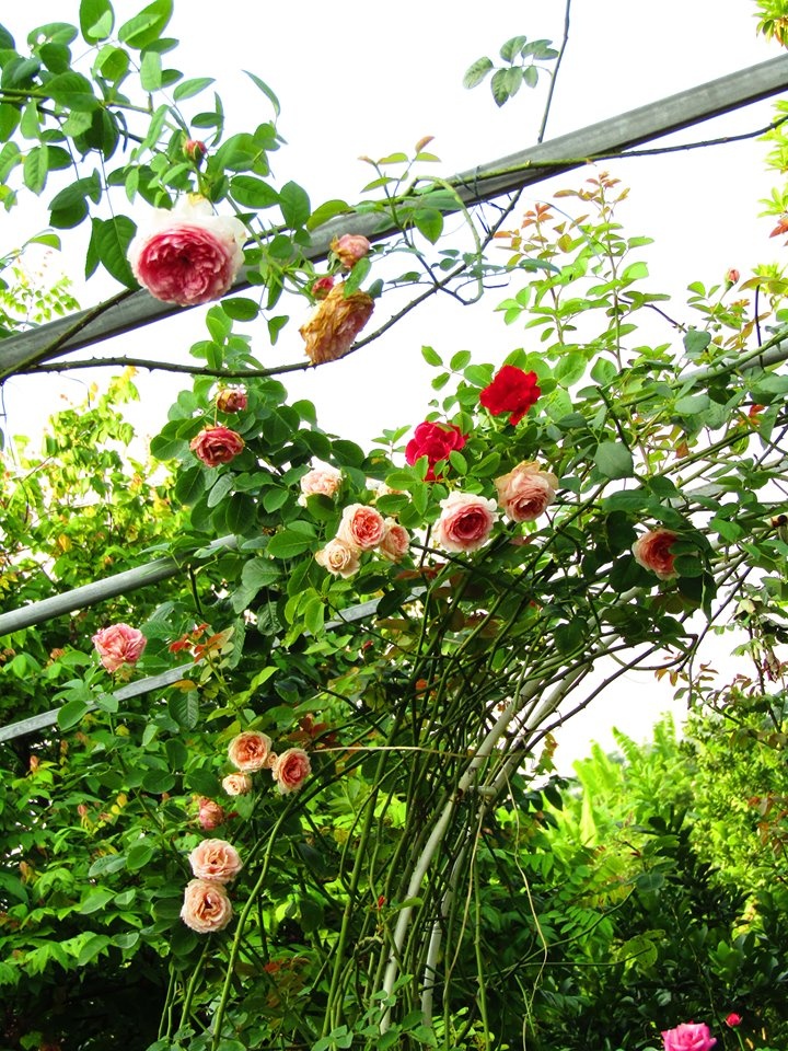 Vườn hồng níu giữ bước chân người ngắm nhờ vẻ đẹp lãng mạn như một bài thơ ở Hà Nam vuon hong niu giu buoc chan nguoi ngam nho ve dep lang man nhu mot bai tho o ha nam