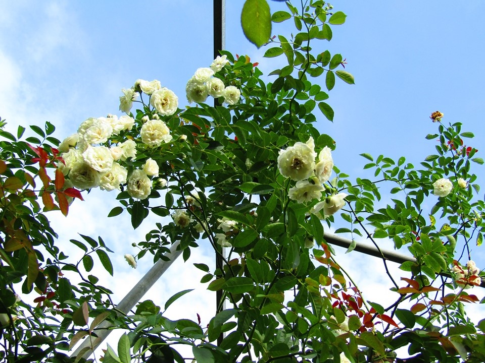 Vườn hồng níu giữ bước chân người ngắm nhờ vẻ đẹp lãng mạn như một bài thơ ở Hà Nam vuon hong niu giu buoc chan nguoi ngam nho ve dep lang man nhu mot bai tho o ha nam