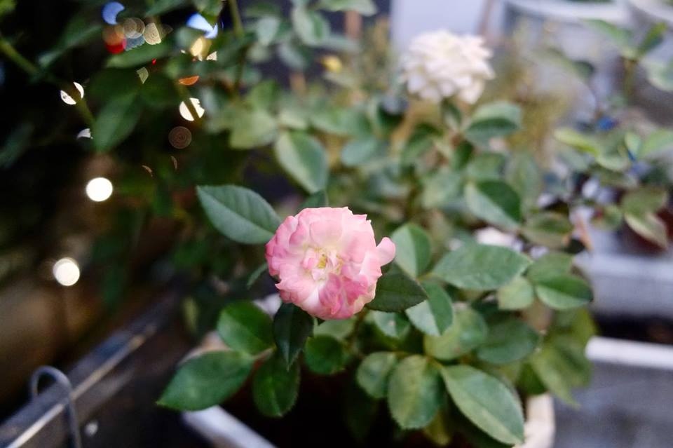 ban cong xanh mat tren tang cao bat chap nang gio nho trong rau va hoa o tp hcm