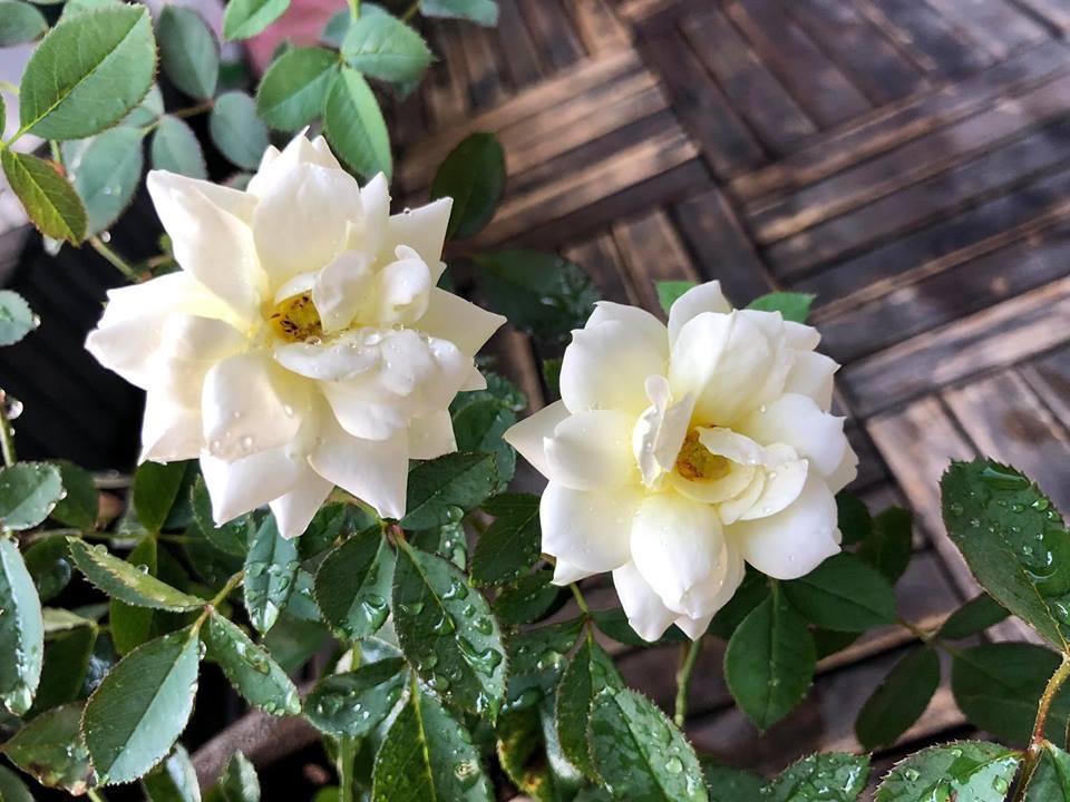 ban cong xanh mat tren tang cao bat chap nang gio nho trong rau va hoa o tp hcm