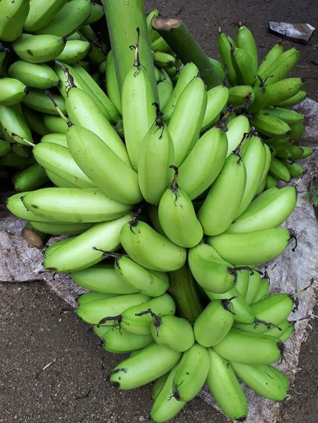 vi muon cham soc bo me gia chang trai tu bo viec luong cao ve que trong cay lam vuon theo phuong thuc huu co