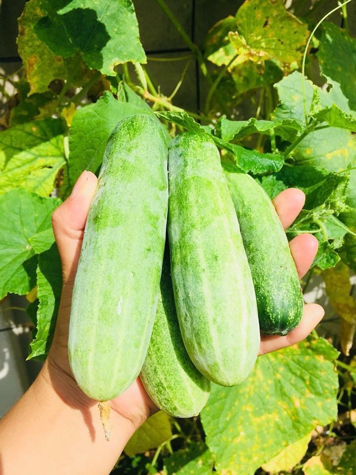 Vườn rau xanh mướt bất chấp nắng nóng mùa hè của người phụ nữ đảm đang ở Tây Ninh