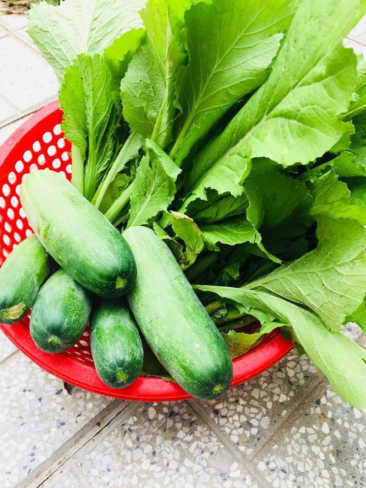 Vườn rau xanh mướt bất chấp nắng nóng mùa hè của người phụ nữ đảm đang ở Tây Ninh Vườn rau xanh mướt bất chấp nắng nóng mùa hè của người phụ nữ đảm đang ở Tây Ninh