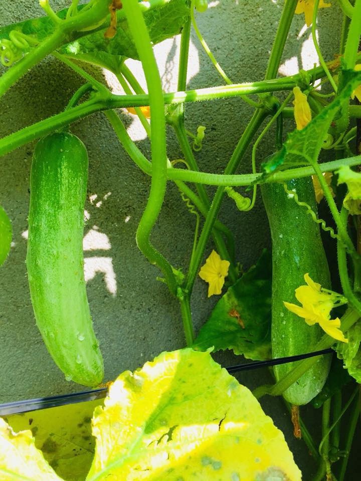 Vườn rau xanh mướt bất chấp nắng nóng mùa hè của người phụ nữ đảm đang ở Tây Ninh