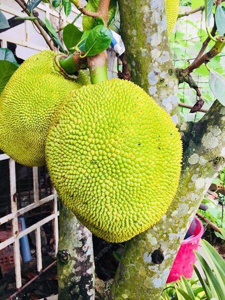 Vườn rau xanh mướt bất chấp nắng nóng mùa hè của người phụ nữ đảm đang ở Tây Ninh Vườn rau xanh mướt bất chấp nắng nóng mùa hè của người phụ nữ đảm đang ở Tây Ninh