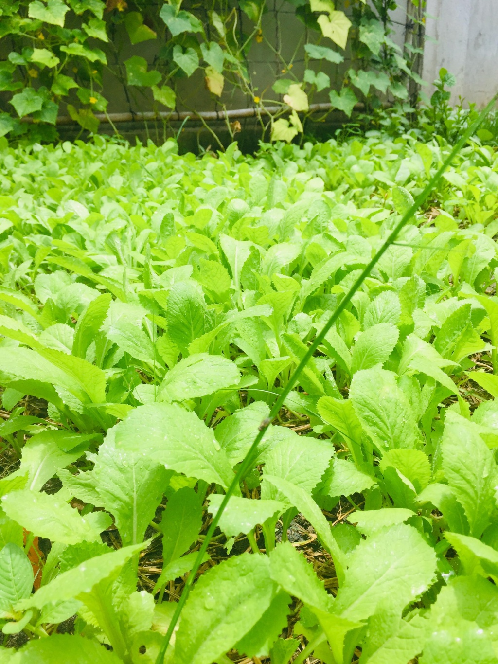 Vườn rau xanh mướt bất chấp nắng nóng mùa hè của người phụ nữ đảm đang ở Tây Ninh Vườn rau xanh mướt bất chấp nắng nóng mùa hè của người phụ nữ đảm đang ở Tây Ninh