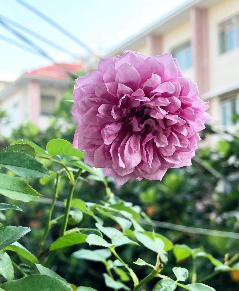 ban cong it nang van thom huong hoa hong trong ngoi nha pho cua me hai con o quan 11 tp hcm