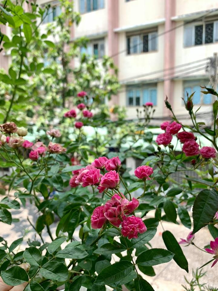 ban cong it nang van thom huong hoa hong trong ngoi nha pho cua me hai con o quan 11 tp hcm