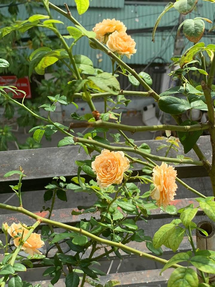ban cong it nang van thom huong hoa hong trong ngoi nha pho cua me hai con o quan 11 tp hcm