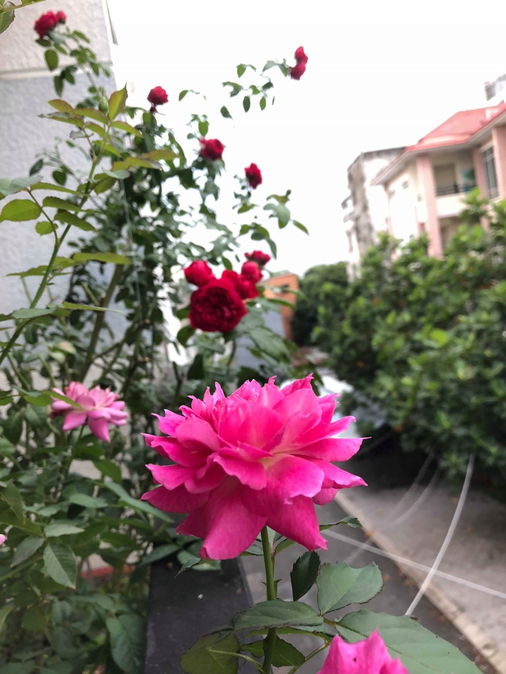 ban cong it nang van thom huong hoa hong trong ngoi nha pho cua me hai con o quan 11 tp hcm