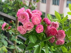 biet thu an trong vuon khien ong chu chi thich o nha