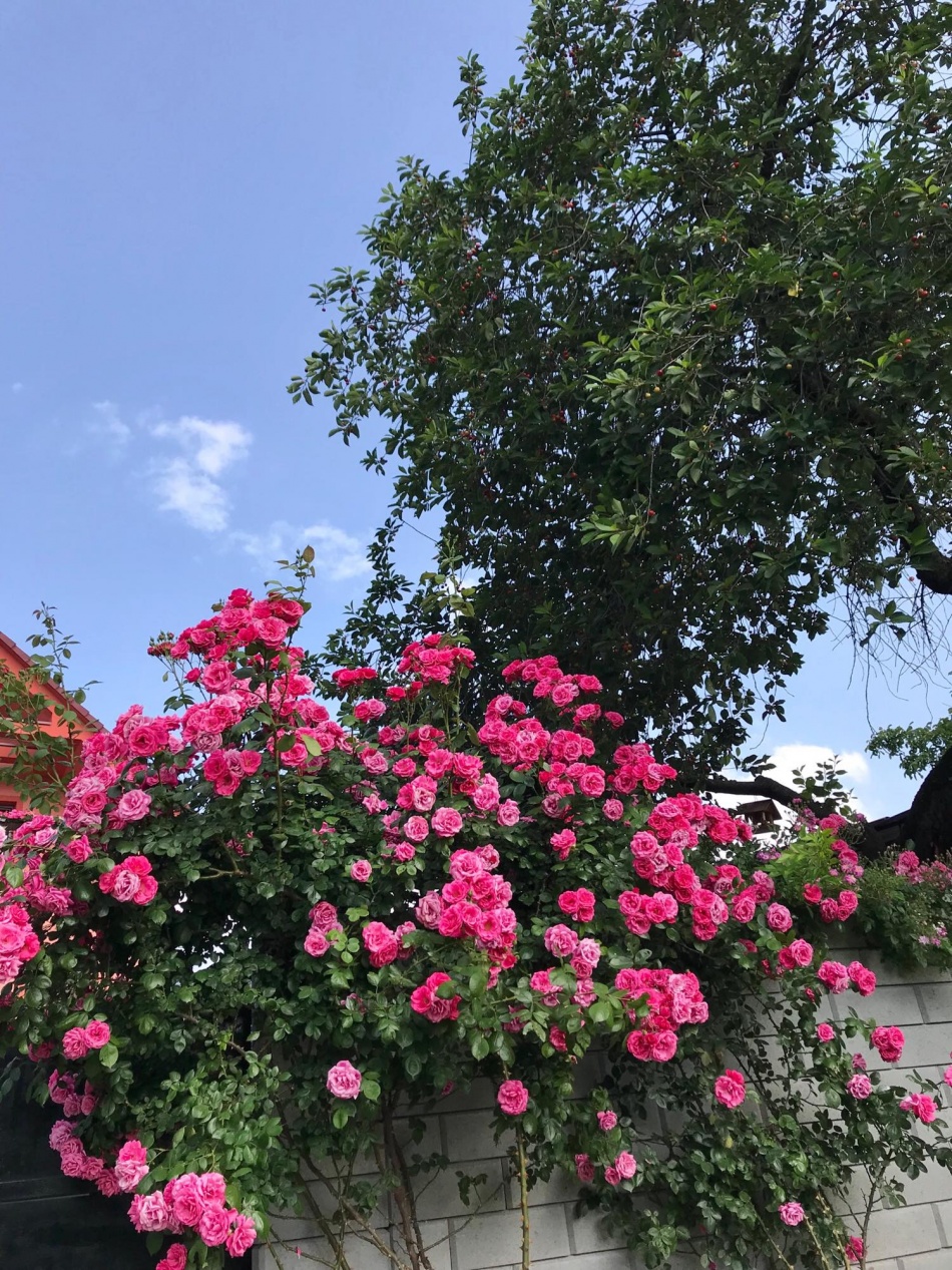 nguoi phu nu viet xa que quyet xay ngoi nha hoa hong dep nhu mo danh tang cho rieng minh