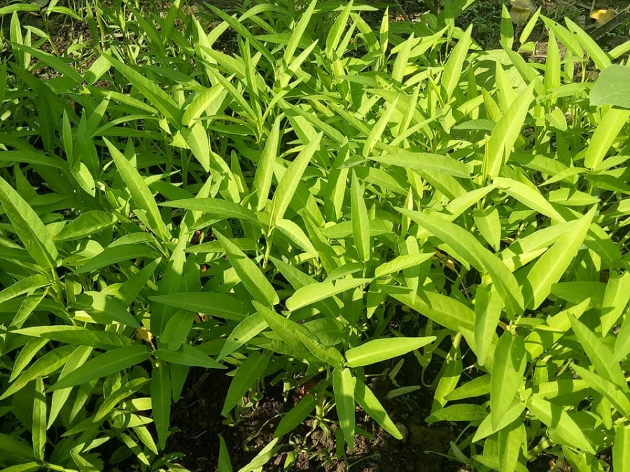 khu vuon 200m2 trang tri hut mat tu viec tan dung do cu cua ba me yeu thien nhien o tp hcm