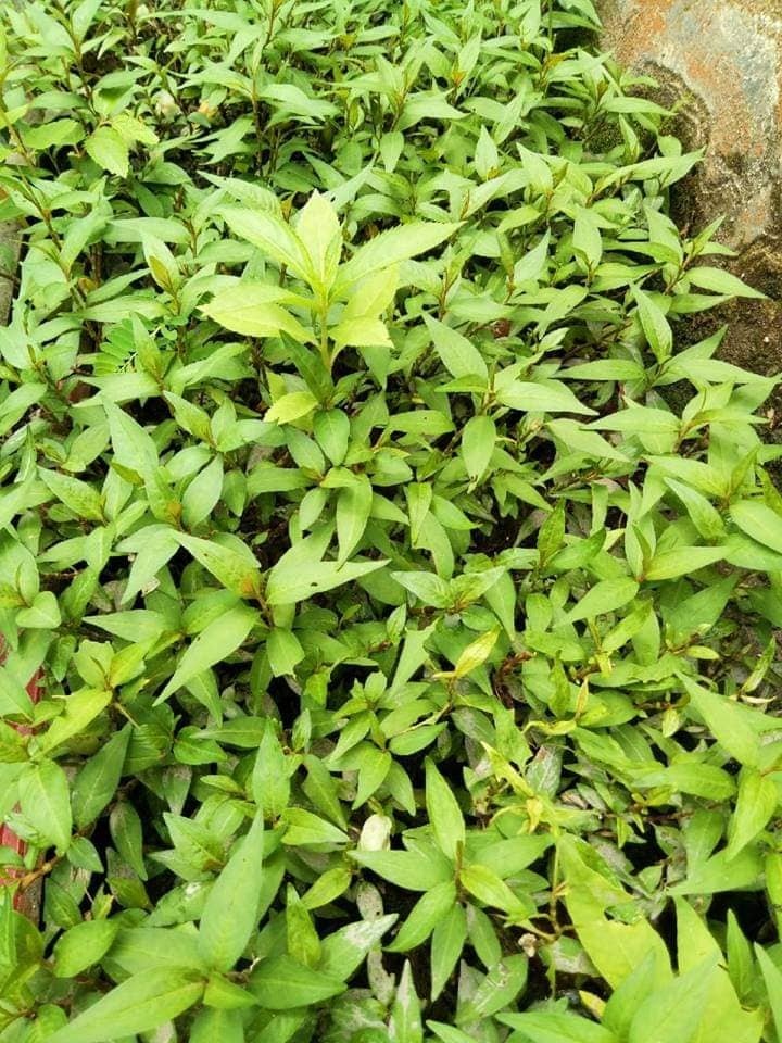 khu vuon 200m2 trang tri hut mat tu viec tan dung do cu cua ba me yeu thien nhien o tp hcm