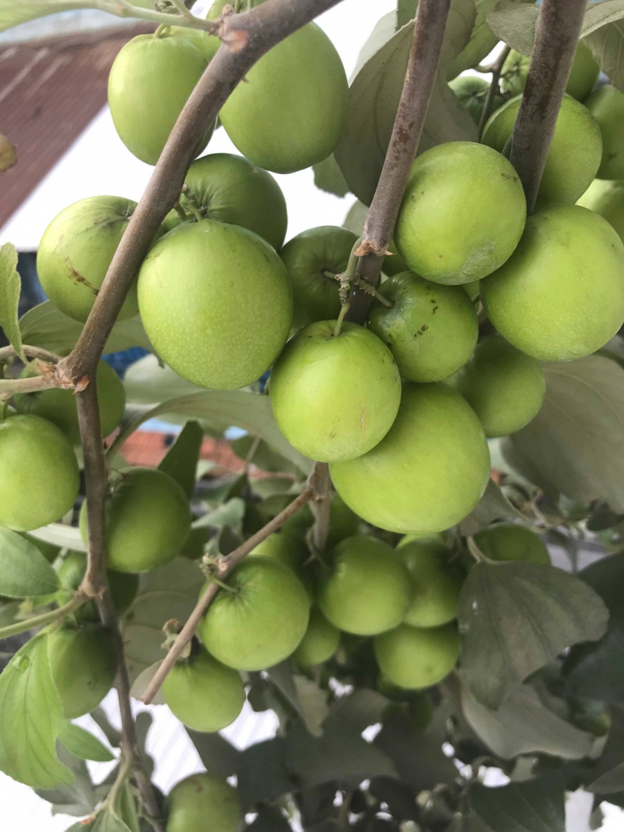 Vườn hoa quả trĩu trịt quả níu cong cành trên sân thượng của người đàn ông ở TP HCM vuon hoa qua triu trit qua niu cong canh tren san thuong cua nguoi dan ong o tp hcm