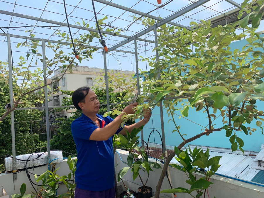 Vườn hoa quả trĩu trịt quả níu cong cành trên sân thượng của người đàn ông ở TP HCM vuon hoa qua triu trit qua niu cong canh tren san thuong cua nguoi dan ong o tp hcm