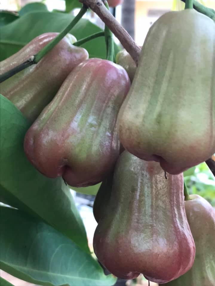 Vườn hoa quả trĩu trịt quả níu cong cành trên sân thượng của người đàn ông ở TP HCM vuon hoa qua triu trit qua niu cong canh tren san thuong cua nguoi dan ong o tp hcm