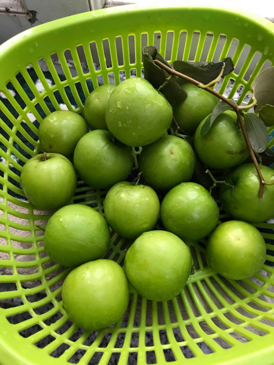 vuon hoa qua triu trit qua niu cong canh tren san thuong cua nguoi dan ong o tp hcm