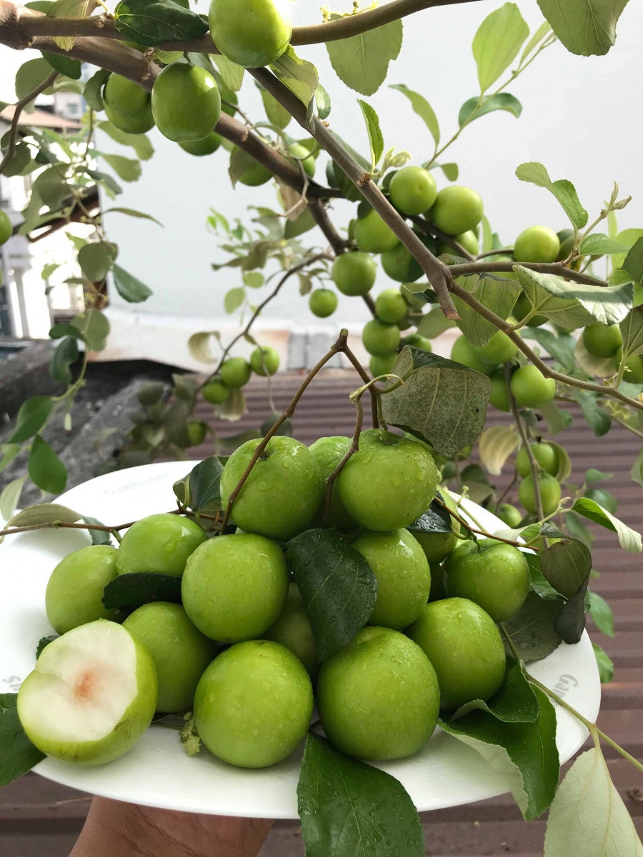 Vườn hoa quả trĩu trịt quả níu cong cành trên sân thượng của người đàn ông ở TP HCM vuon hoa qua triu trit qua niu cong canh tren san thuong cua nguoi dan ong o tp hcm