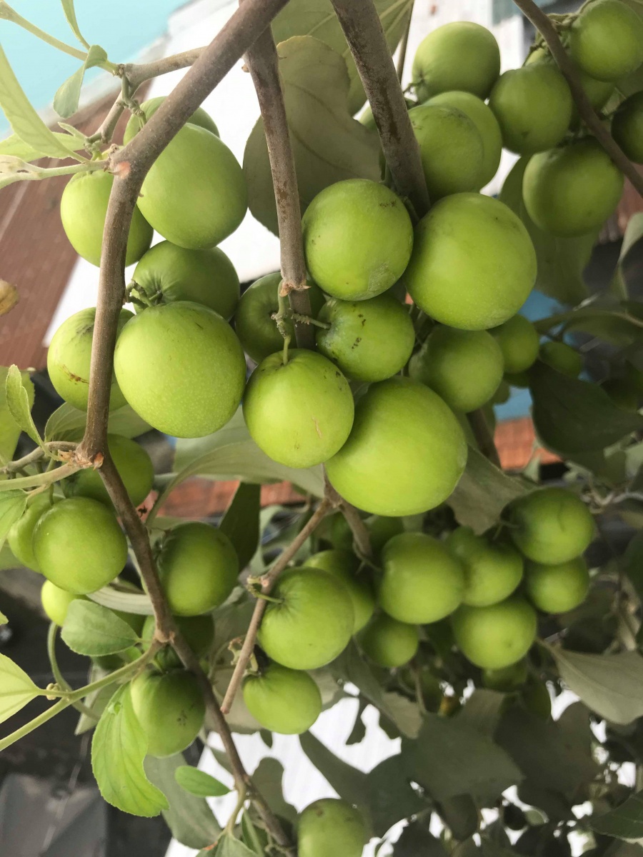 Vườn hoa quả trĩu trịt quả níu cong cành trên sân thượng của người đàn ông ở TP HCM vuon hoa qua triu trit qua niu cong canh tren san thuong cua nguoi dan ong o tp hcm