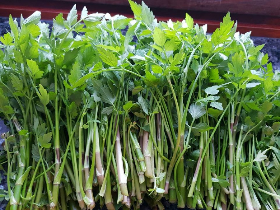 Khu vườn hạnh phúc của cặp vợ chồng 