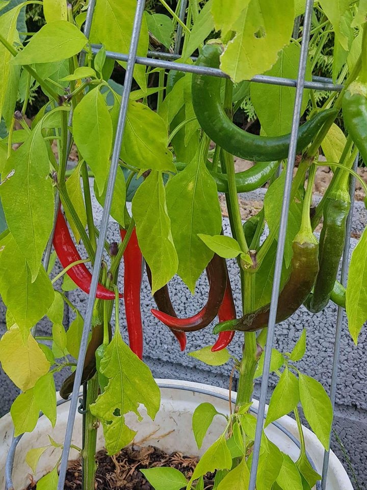 Khu vườn hạnh phúc của cặp vợ chồng 
