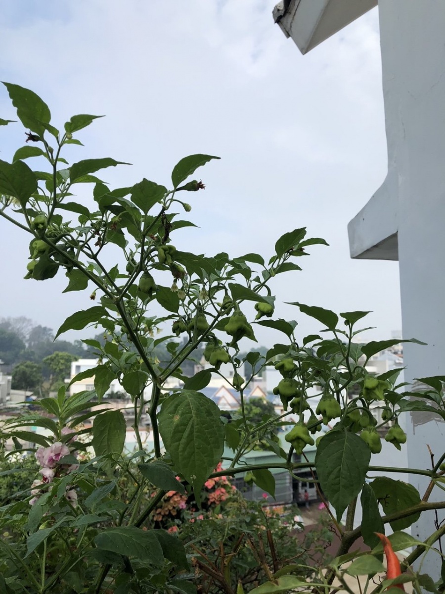 Sân thượng 30m2 phủ xanh đủ loại rau quả sạch của bà mẹ đảm đang ở quận 9, TP. HCM