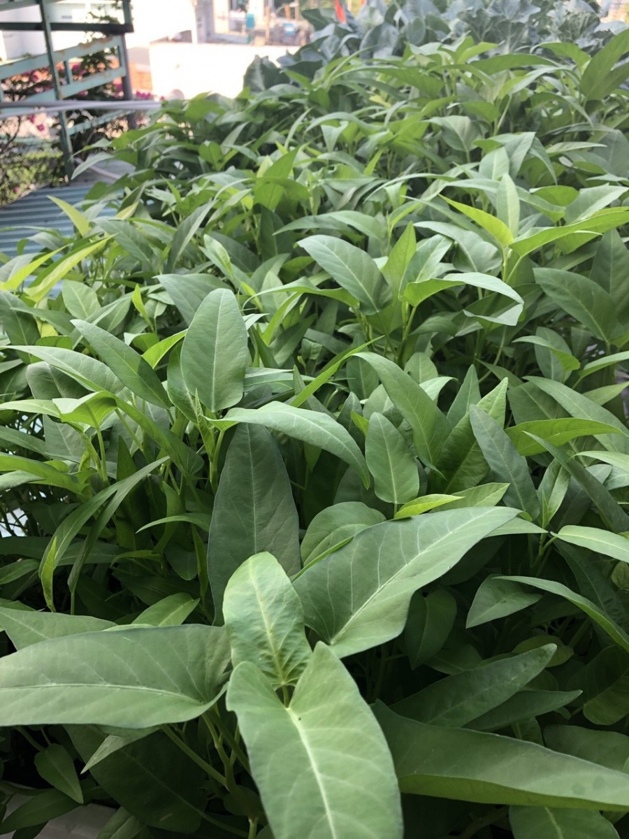 Sân thượng 30m2 phủ xanh đủ loại rau quả sạch của bà mẹ đảm đang ở quận 9, TP. HCM Sân thượng 30m2 phủ xanh đủ loại rau quả sạch của bà mẹ đảm đang ở quận 9, TP. HCM
