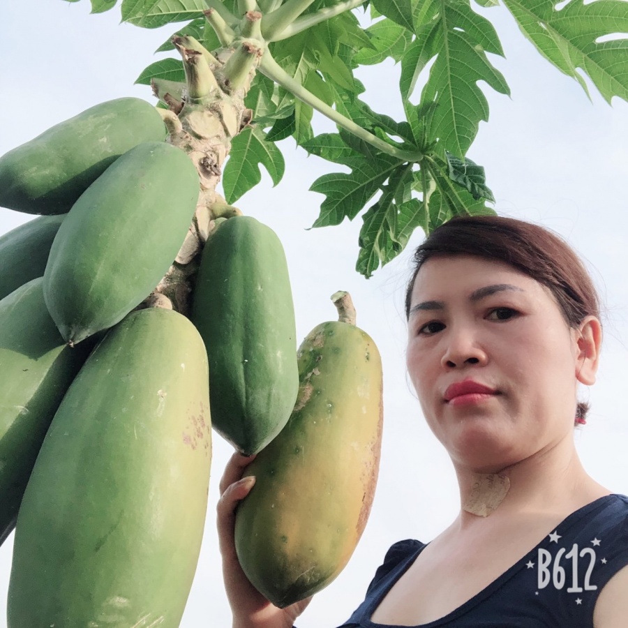 Sân thượng 30m2 phủ xanh đủ loại rau quả sạch của bà mẹ đảm đang ở quận 9, TP. HCM Sân thượng 30m2 phủ xanh đủ loại rau quả sạch của bà mẹ đảm đang ở quận 9, TP. HCM