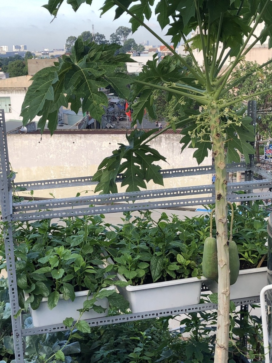 Sân thượng 30m2 phủ xanh đủ loại rau quả sạch của bà mẹ đảm đang ở quận 9, TP. HCM