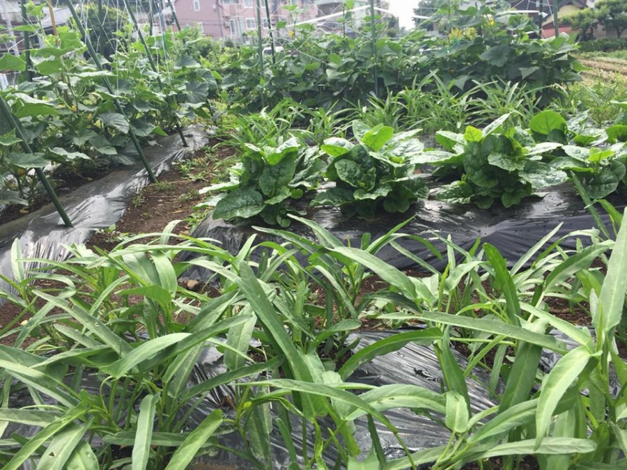 khu vuon ngap tran rau xanh qua sach tuoi tot cua chang ky su viet sang nhat lam nong dan