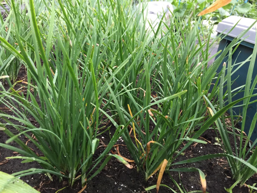 Khu vườn ngập tràn rau xanh quả sạch tươi tốt của chàng kỹ sư Việt sang Nhật làm "nông dân" khu vuon ngap tran rau xanh qua sach tuoi tot cua chang ky su viet sang nhat lam nong dan