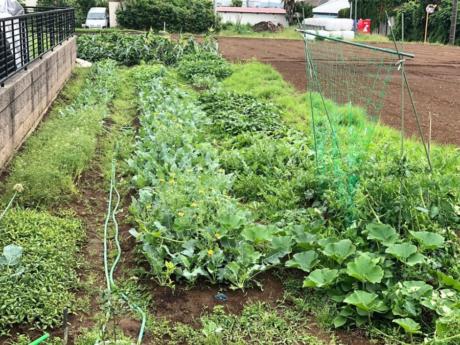 Để giảm bớt áp lực, mệt mỏi trong công việc, người phụ nữ trẻ thuê 500m2 đất để phủ kín rau quả sạch de giam bot ap luc met moi trong cong viec nguoi phu nu tre thue 500m2 dat de phu kin rau qua sach