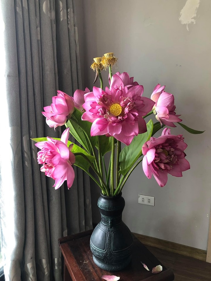 Người phụ nữ "nặng lòng" nâng niu mang cả hương sen Hà Nội vào tổ ấm Người phụ nữ