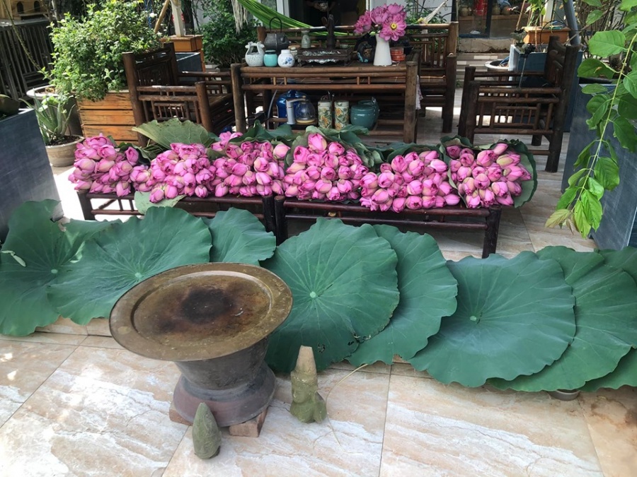 Người phụ nữ "nặng lòng" nâng niu mang cả hương sen Hà Nội vào tổ ấm Người phụ nữ