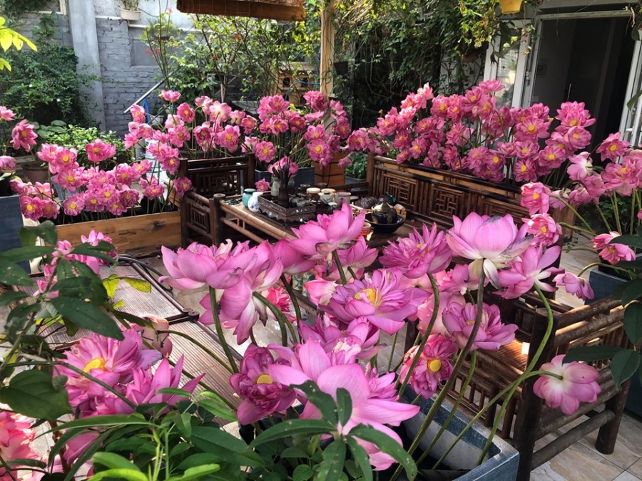 Người phụ nữ "nặng lòng" nâng niu mang cả hương sen Hà Nội vào tổ ấm Người phụ nữ