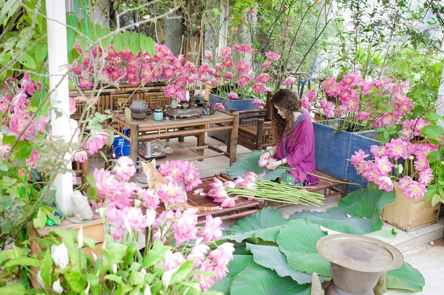 Người phụ nữ "nặng lòng" nâng niu mang cả hương sen Hà Nội vào tổ ấm Người phụ nữ