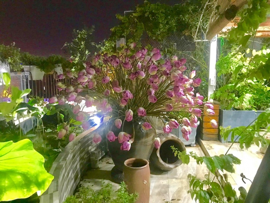 Người phụ nữ "nặng lòng" nâng niu mang cả hương sen Hà Nội vào tổ ấm Người phụ nữ