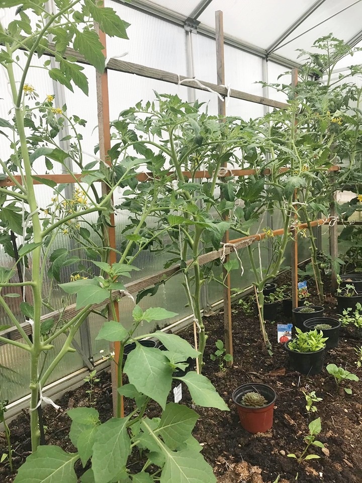 Khu vườn 200m2 đẹp như mơ với đủ loại hoa, cây ăn quả và rau sạch của người phụ nữ Việt ở Đức