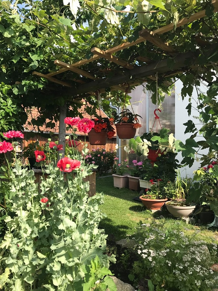 Khu vườn 200m2 đẹp như mơ với đủ loại hoa, cây ăn quả và rau sạch của người phụ nữ Việt ở Đức Khu vườn 200m2 đẹp như mơ với đủ loại hoa, cây ăn quả và rau sạch của người phụ nữ Việt ở Đức