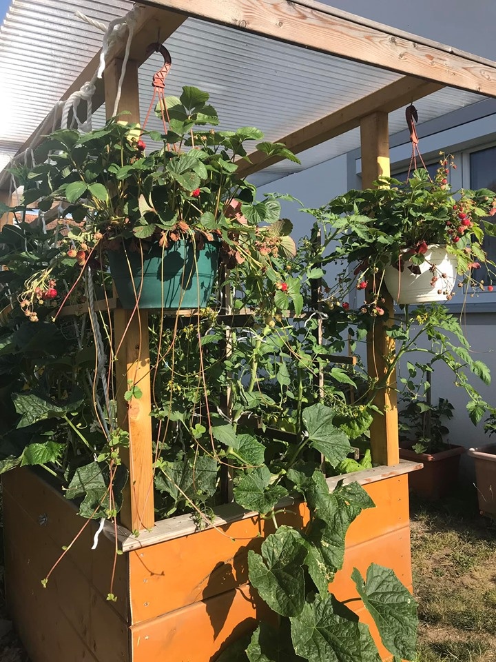 Khu vườn 200m2 đẹp như mơ với đủ loại hoa, cây ăn quả và rau sạch của người phụ nữ Việt ở Đức