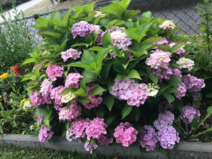 Khu vườn 200m2 đẹp như mơ với đủ loại hoa, cây ăn quả và rau sạch của người phụ nữ Việt ở Đức Khu vườn 200m2 đẹp như mơ với đủ loại hoa, cây ăn quả và rau sạch của người phụ nữ Việt ở Đức