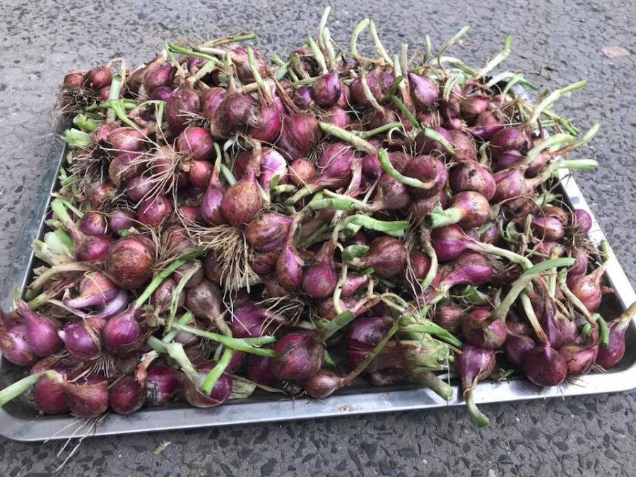 Anh chồng Hà Nội tâm lý tự thiết kế vườn trên sân bê tông cho vợ trồng rau và hoa anh chong ha noi tam ly tu thiet ke vuon tren san be tong cho vo trong rau va hoa 84651