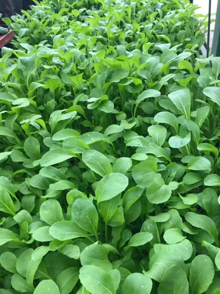 Anh chồng Hà Nội tâm lý tự thiết kế vườn trên sân bê tông cho vợ trồng rau và hoa anh chong ha noi tam ly tu thiet ke vuon tren san be tong cho vo trong rau va hoa 84651