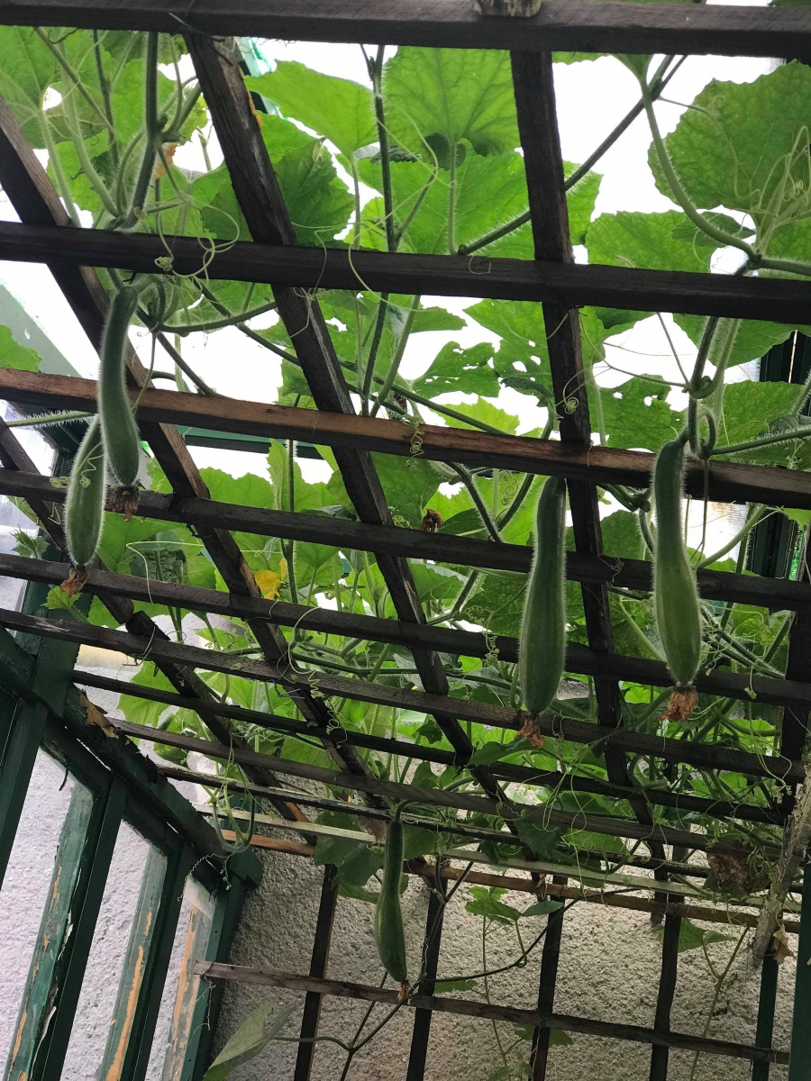 Anh chồng Hà Nội tâm lý tự thiết kế vườn trên sân bê tông cho vợ trồng rau và hoa anh chong ha noi tam ly tu thiet ke vuon tren san be tong cho vo trong rau va hoa 84651