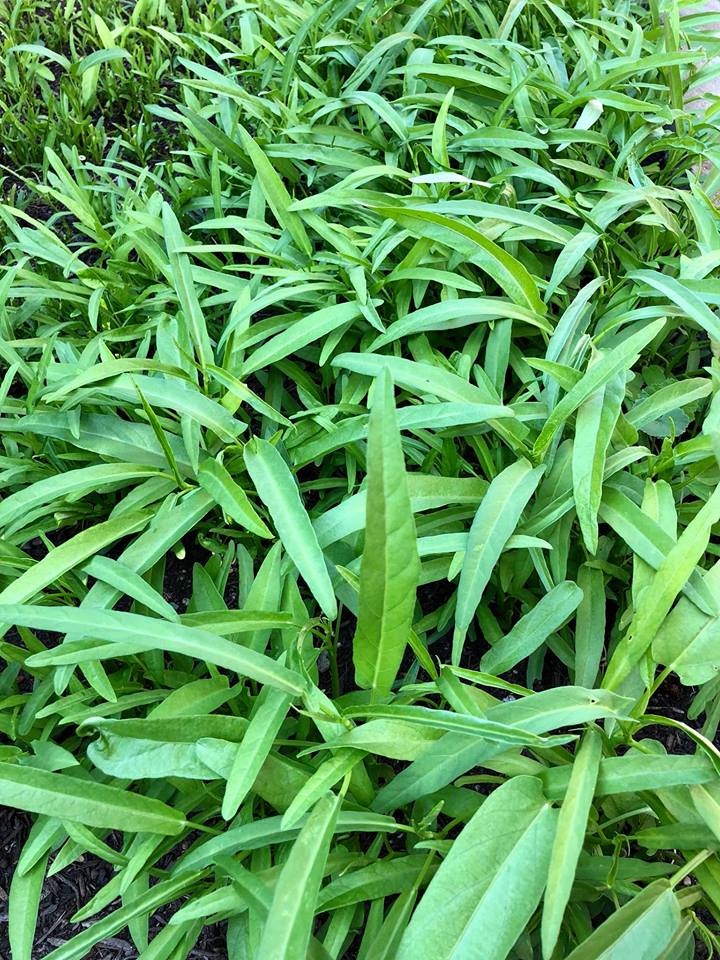 khu vuon 3500m2 cua nguoi dan ong yeu thich lam vuon va nau an cho vo con