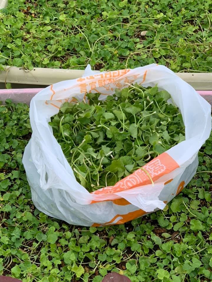 tin noi khong khi nguoi phu nu tao khu vuon du loai rau qua sach tren san thuong chi 3m2