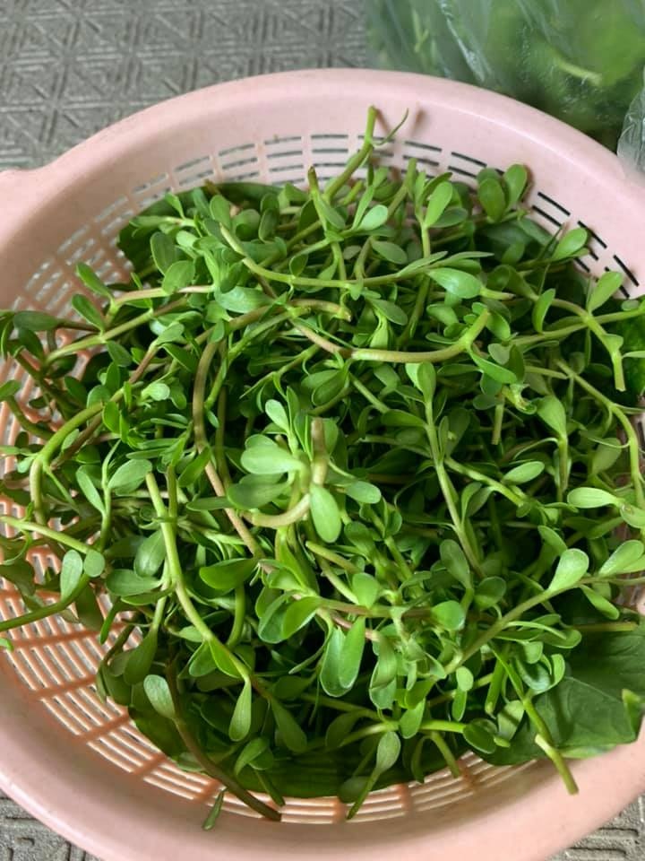 tin noi khong khi nguoi phu nu tao khu vuon du loai rau qua sach tren san thuong chi 3m2