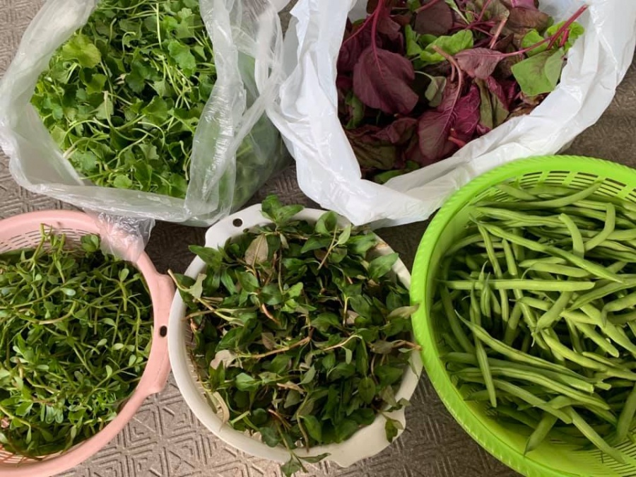 tin noi khong khi nguoi phu nu tao khu vuon du loai rau qua sach tren san thuong chi 3m2