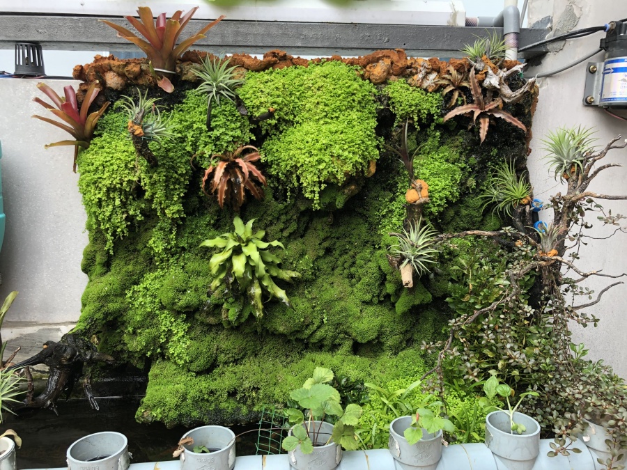 Với chi phí 30 triệu, ông bố trẻ tạo khu vườn trồng rau nuôi cá lý tưởng trên sân thượng ở TP HCM voi chi phi 30 trieu ong bo tre tao khu vuon trong rau nuoi ca ly tuong tren san thuong o tp hcm